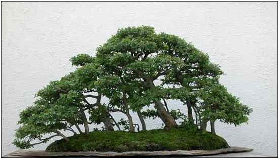 Bonsai: A arte de criar árvores em miniatura Photobucket