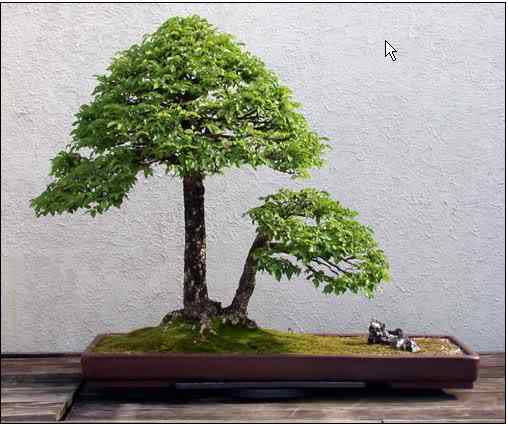 Bonsai: A arte de criar árvores em miniatura Photobucket