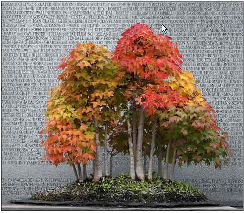 Bonsai: A arte de criar árvores em miniatura Photobucket