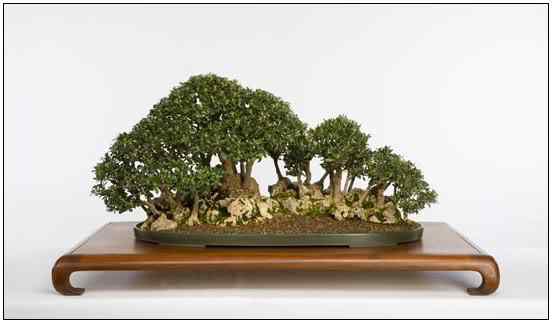 Bonsai: A arte de criar árvores em miniatura Photobucket