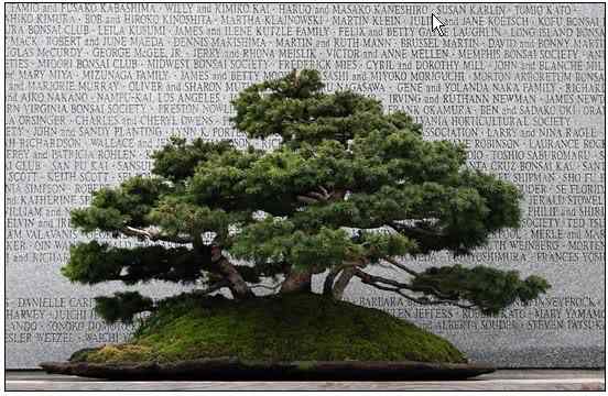 Bonsai: A arte de criar árvores em miniatura Photobucket