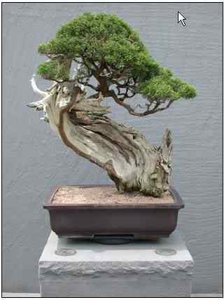 Bonsai: A arte de criar árvores em miniatura Photobucket