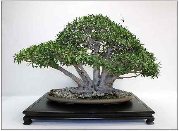 Bonsai: A arte de criar árvores em miniatura Photobucket
