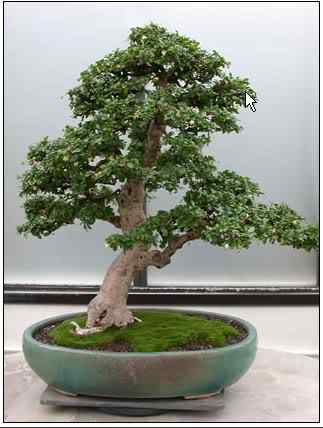 Bonsai: A arte de criar árvores em miniatura Photobucket