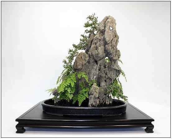 Bonsai: A arte de criar árvores em miniatura Photobucket