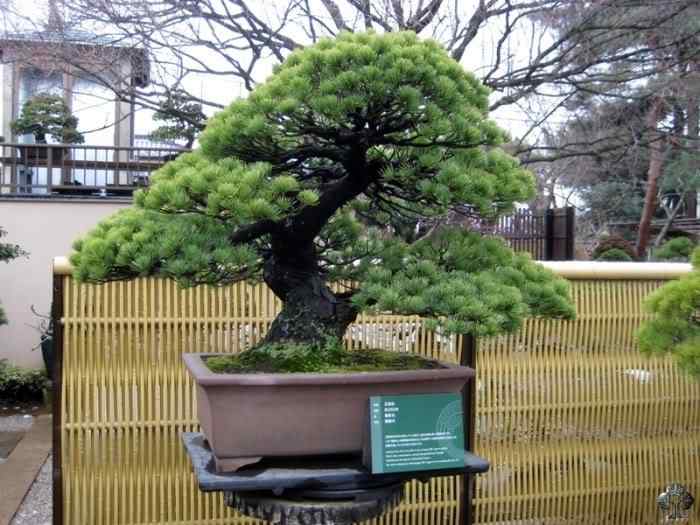 Bonsai: A arte de criar árvores em miniatura Photobucket