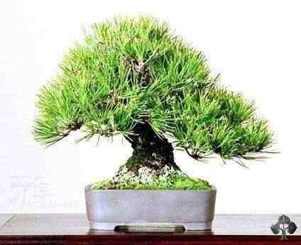 Bonsai: A arte de criar árvores em miniatura Photobucket