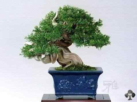 Bonsai: A arte de criar árvores em miniatura Photobucket