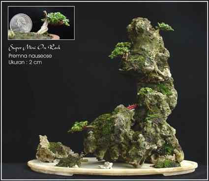 Bonsai: A arte de criar árvores em miniatura Photobucket