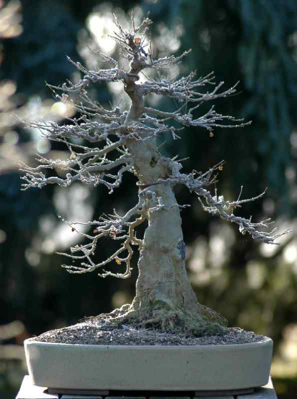 Bonsai: A arte de criar árvores em miniatura Photobucket