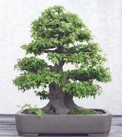 Bonsai: A arte de criar árvores em miniatura Photobucket
