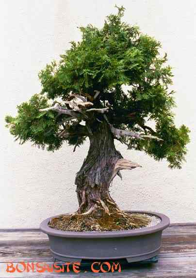 Bonsai: A arte de criar árvores em miniatura Photobucket