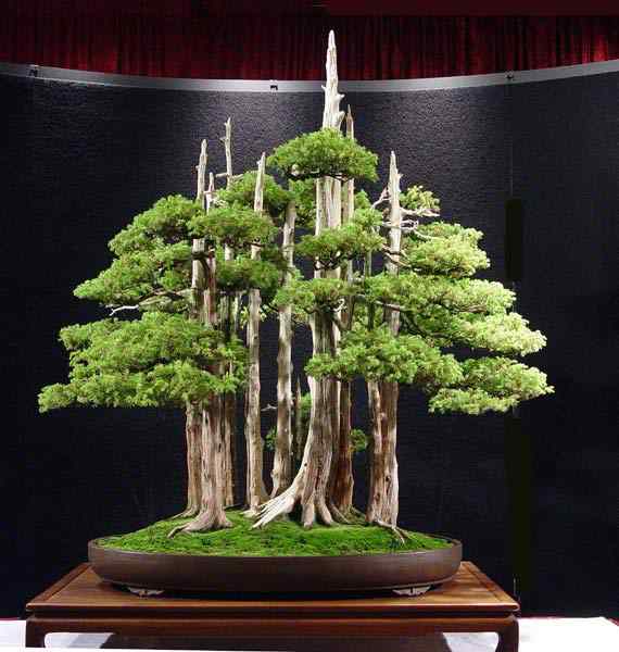 Bonsai: A arte de criar árvores em miniatura Photobucket