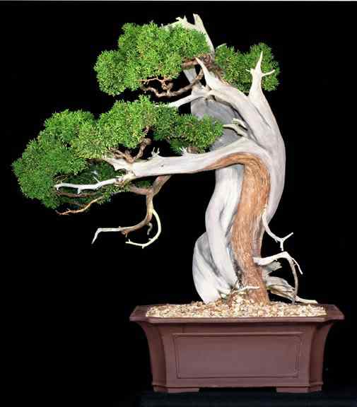 Bonsai: A arte de criar árvores em miniatura Photobucket