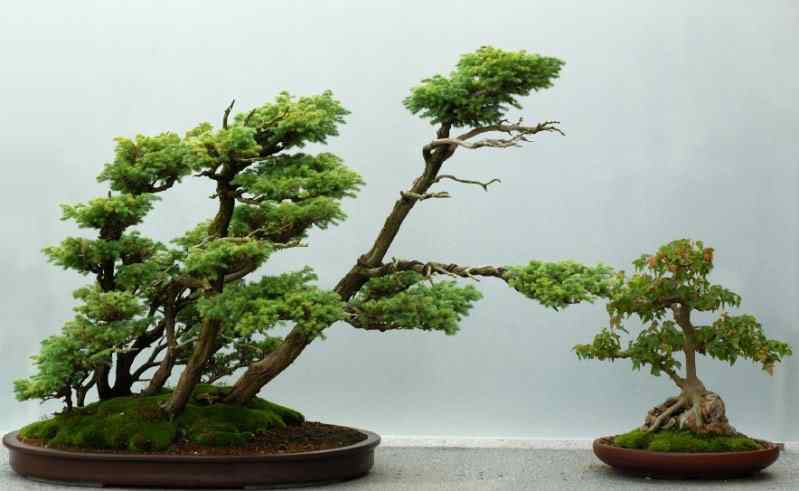 Bonsai: A arte de criar árvores em miniatura Photobucket