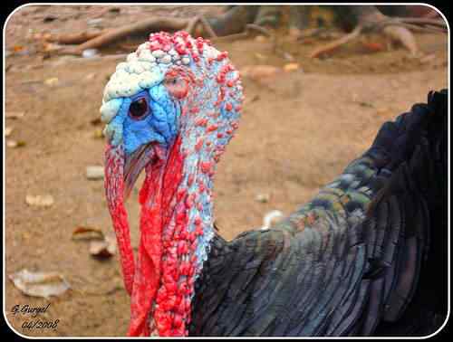 2426610320_9bbc8d0a84 2426610320 9bbc8d0a84 | Animais | animais, aves, bichos, bizarro, curioso, estranho