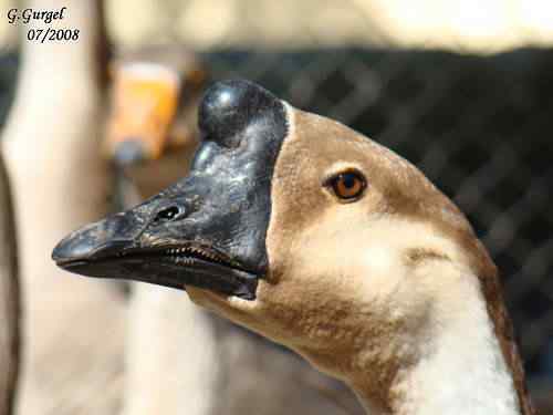 2708815244_89bfe281f2 2708815244 89bfe281f2 | Animais | animais, aves, bichos, bizarro, curioso, estranho