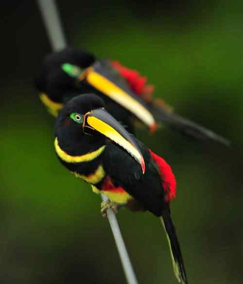 BrbYyUofeo7l0vcpD24KgeC7o1_500 BrbYyUofeo7l0vcpD24KgeC7o1 500 | Animais | animais, aves, bichos, bizarro, curioso, estranho