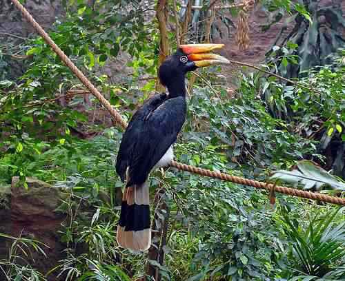 toucan-bird-habitat-800x800 toucan bird habitat | Animais | animais, aves, bichos, bizarro, curioso, estranho