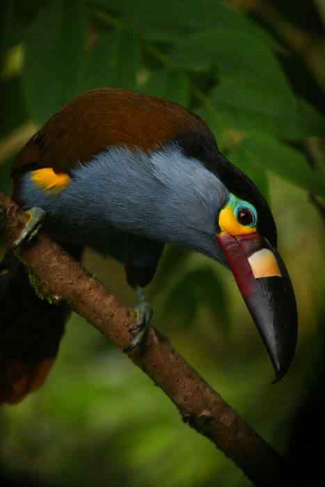 tumblr_kxwlkseNSW1qzs4d0o1_500 | Animais | animais, aves, bichos, bizarro, curioso, estranho