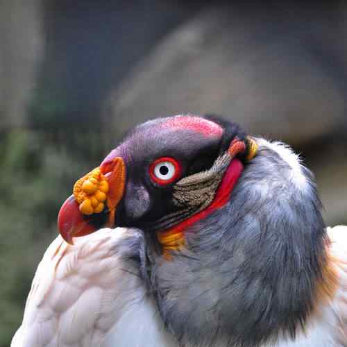 King vulture tumblr l1rwjk7Kwr1qzs4d0o1 500 | Animais | animais, aves, bichos, bizarro, curioso, estranho