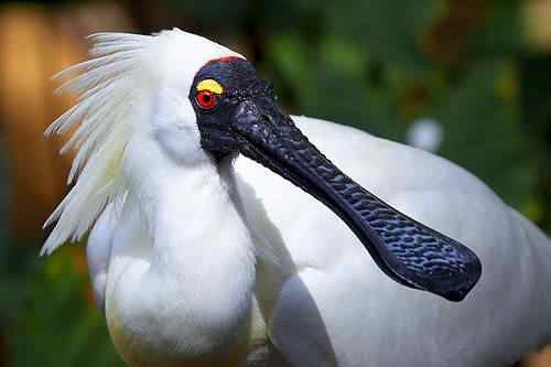 tumblr_l2wihtRSZh1qzs4d0o1_500 tumblr l2wihtRSZh1qzs4d0o1 500 | Animais | animais, aves, bichos, bizarro, curioso, estranho