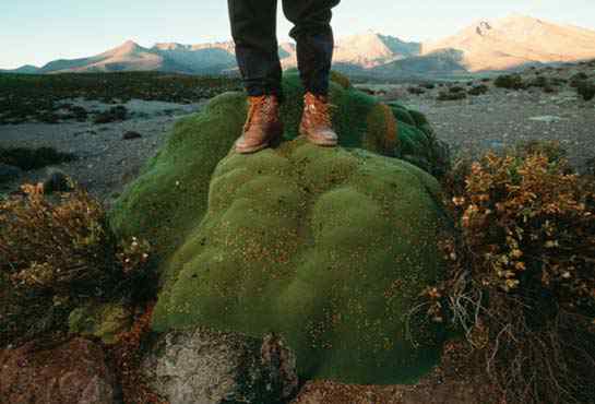 Like_a_rock Like a rock | Incrível | bizarro, botânica, curioso, geologia, incrível, pedras, plantas
