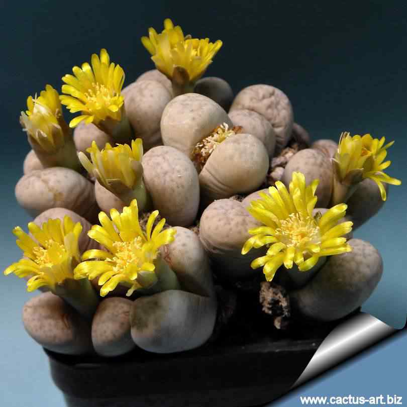 Lithops_francisii_C140_05_810 Lithops francisii C140 05 810 | Incrível | bizarro, botânica, curioso, geologia, incrível, pedras, plantas