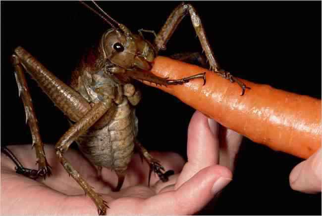 large_weta large weta | Animais | animais, bichos, curioso, estranho, incrível, insetos, nojento