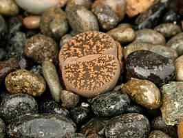 lithops_sp lithops sp | Incrível | bizarro, botânica, curioso, geologia, incrível, pedras, plantas