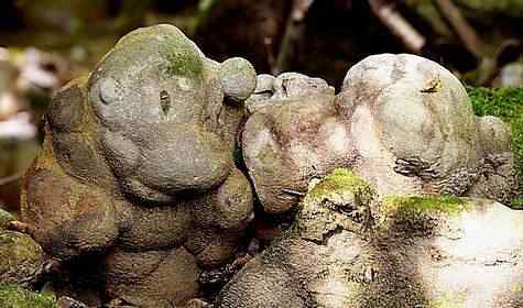 piedra1 piedra1 | Incrível | bizarro, botânica, curioso, geologia, incrível, pedras, plantas