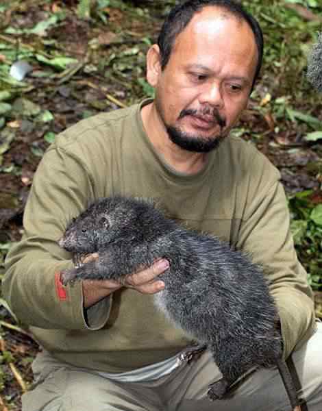 0,,12095200,00 01209520000 | Animais | bizarro, gigante, incrível, malásia, notícia, sapo