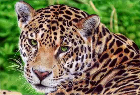 Samuel-Silva-drawings3-550x375 Samuel Silva drawings3 | Arte | Arte, bic, canetas, esferografica, ilustração, incrível