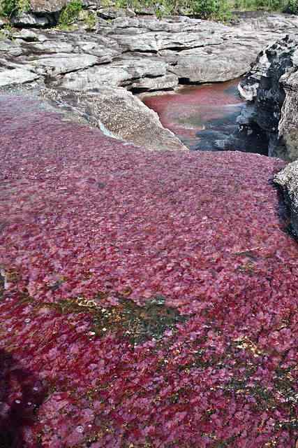 cano-cristales2 cano cristales2 | Curiosidades | bizarro, curiosidade, incrível, lugares, rios