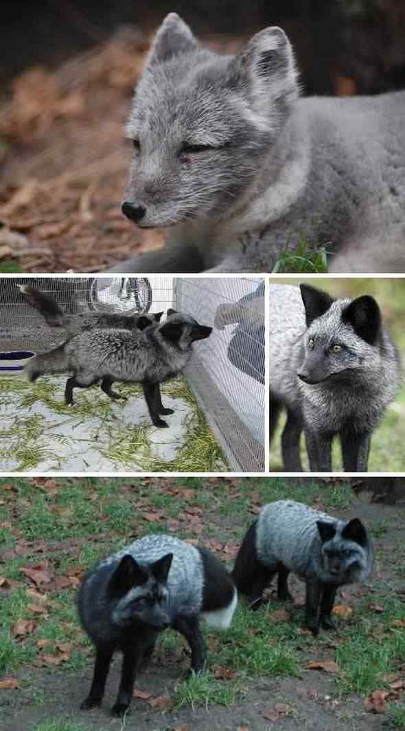 93 93 | Animais | animais, bizarro, curioso, incrível