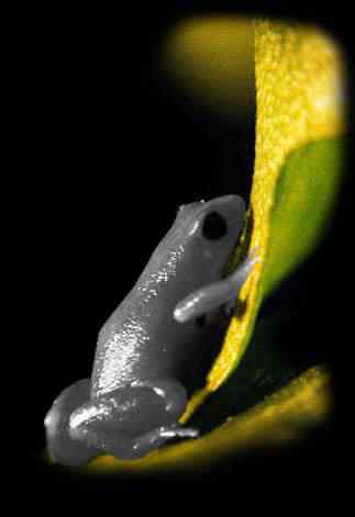 SilverFrog22 SilverFrog22 | Animais | animais, bizarro, curioso, incrível
