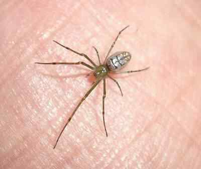 Sliver-green-spider - (3) Sliver green spider 3 | Animais | animais, bizarro, curioso, incrível