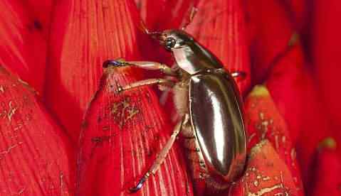 silberica silberica | Animais | animais, bizarro, curioso, incrível