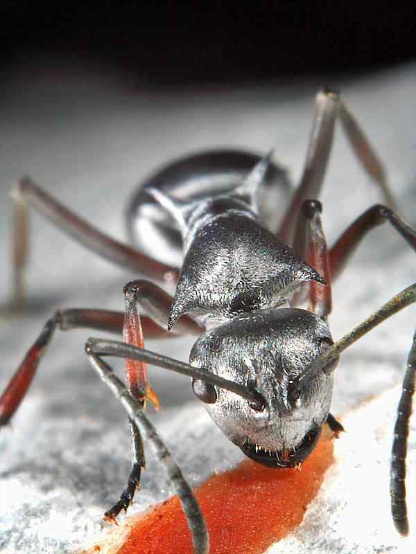 silver-ant-img_8958 silver ant img 8958 | Animais | animais, bizarro, curioso, incrível