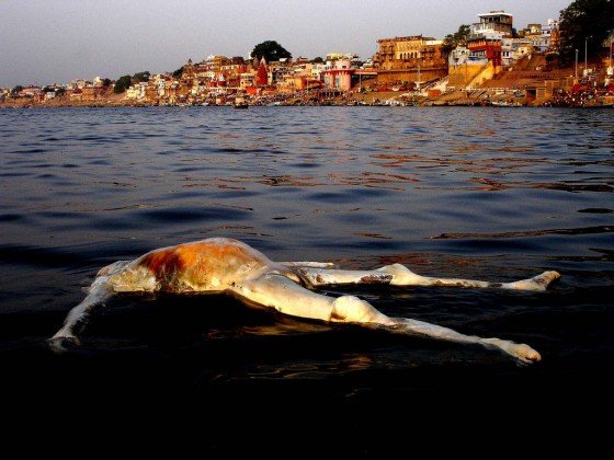 A+sacred+cow+lays+deceased+in+the+Ganges+where+the+_0e5db52c637007dbe76f339fe247a2dd A+sacred+cow+lays+deceased+in+the+Ganges+where+the+ 0e5db52c637007dbe76f339fe247a2dd | Bizarro | bizarro, índia, indiano, lugares