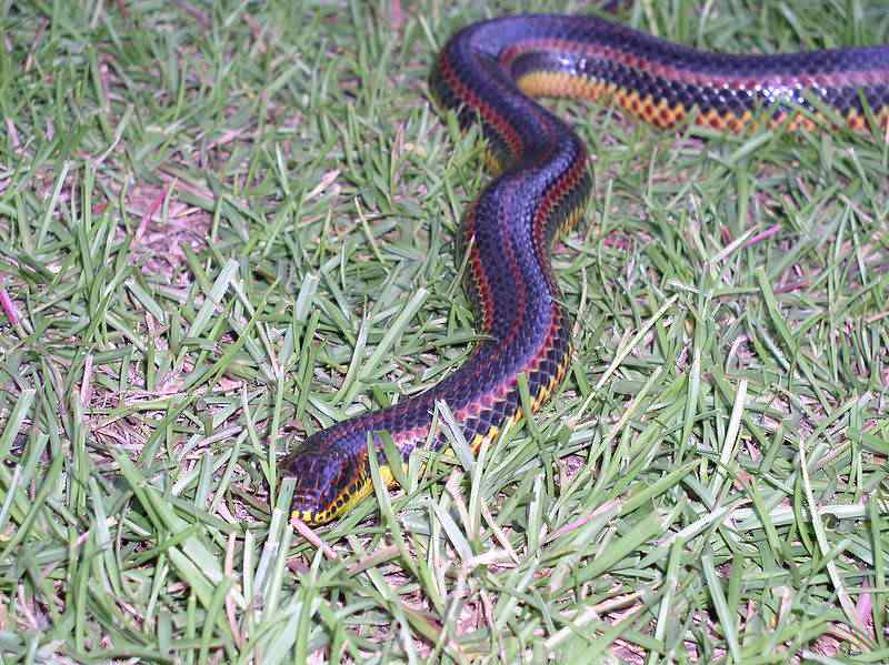 Top seres coloridos 800px Rainbow Snake taken in Southern Georgia in June 2003 2 | Animais | animais, cores, curioso