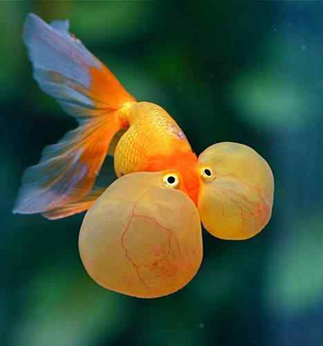 Aegyo sal: Bolsas sob os olhos são a mania estética na Coréia Bubble Eye Goldfish | Bizarro | bizarro, bolsas, coréia, estranho, incrível, olhos