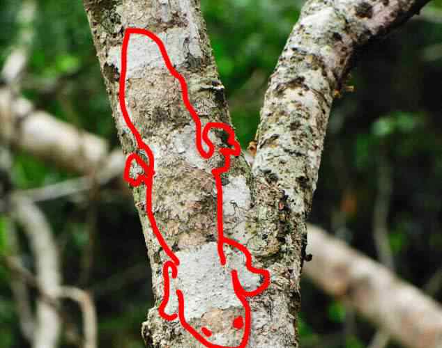 Camuflagens de pirar seu cabeção lagartixaspotted