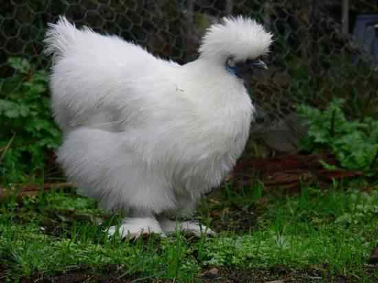 Frango preto, um rango meio bizarro silkie-chicken-550x412