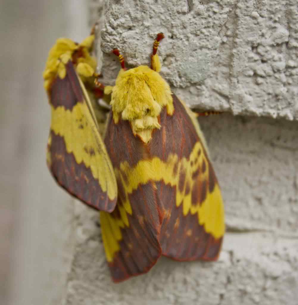 Mariposa imperial sexo