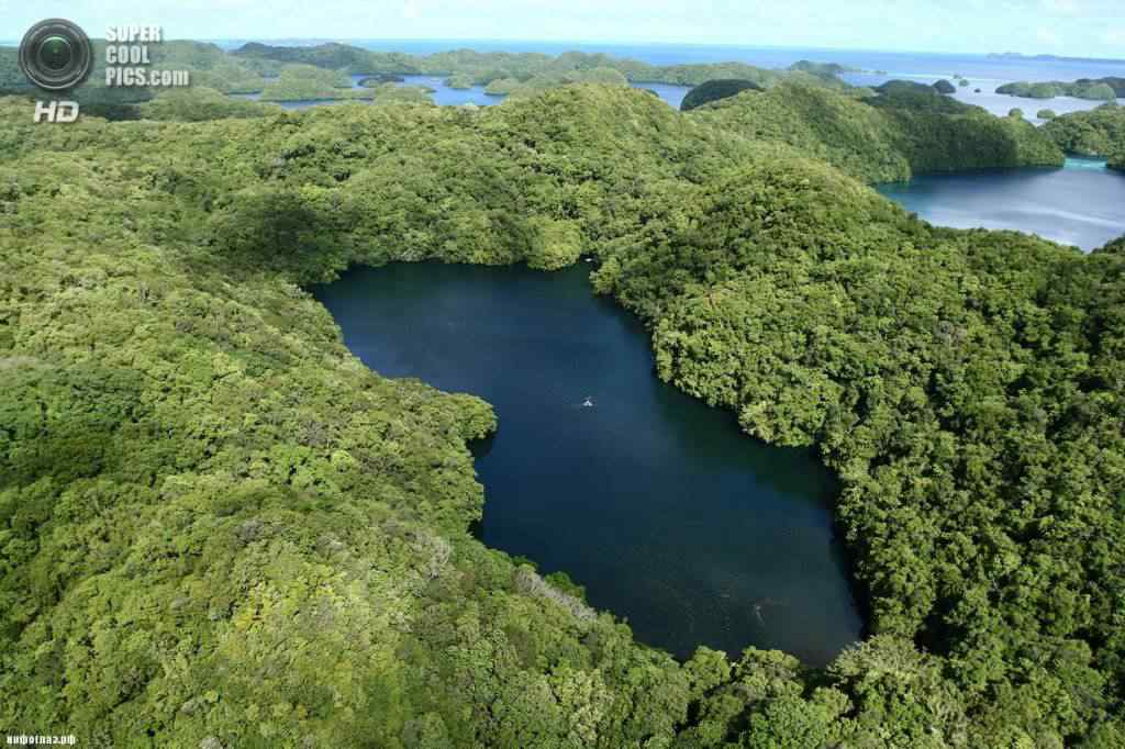 Mergulhando com as águas-vivas supercoolpics 01 02122013123844 | Animais | água-viva, animais, curiosidades, lugares