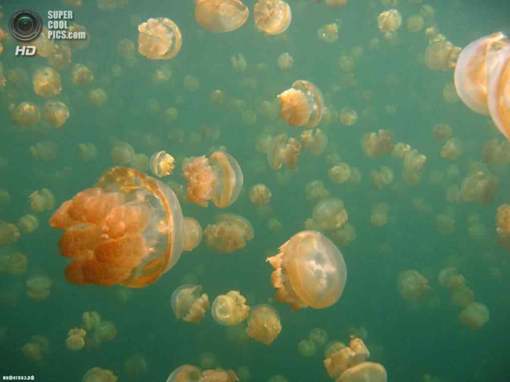 Mergulhando com as águas-vivas supercoolpics 16 18012007122248 | Animais | água-viva, animais, curiosidades, lugares