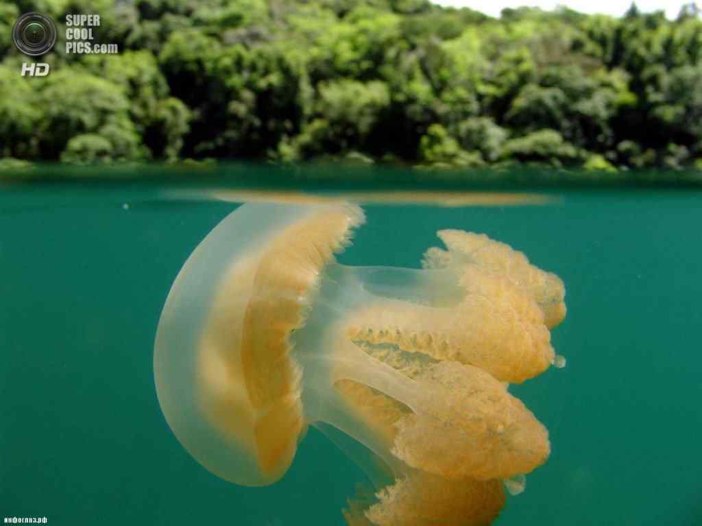 Mergulhando com as águas-vivas supercoolpics 18 15032005183436 | Animais | água-viva, animais, curiosidades, lugares