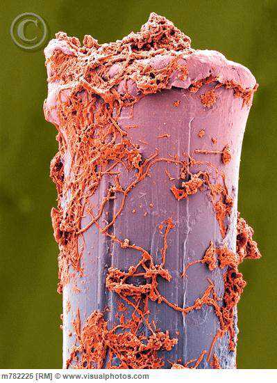 15 bizarrices envolvendo dentes 13ba5b38eae5787fb8e1e82c617c7181
