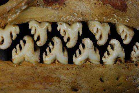 15 bizarrices envolvendo dentes 7d2c3e0ca2dd87cda672c029c25e47cc